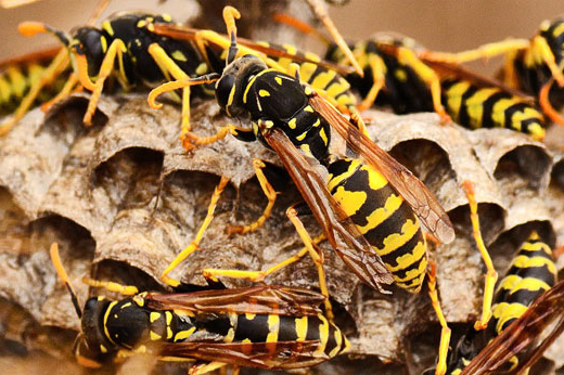 https://www.doitbest.com/content/dam/doitbest/language-masters/en/ideas/safety/how-to-safely-use-wasp-and-hornet-spray/520x346_Wasp_Hornet_Spray_Thumbnail.png
